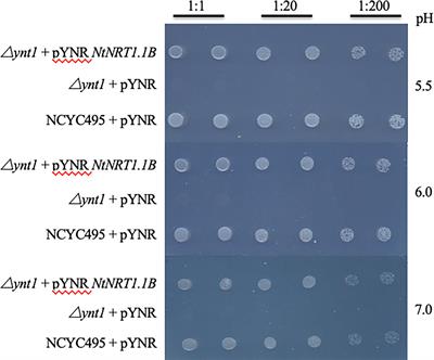 Molecular identification and physiological functional analysis of NtNRT1.1B that mediated nitrate long-distance transport and improved plant growth when overexpressed in tobacco